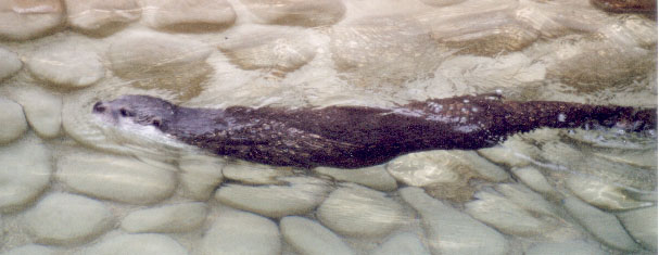 loutre-nage