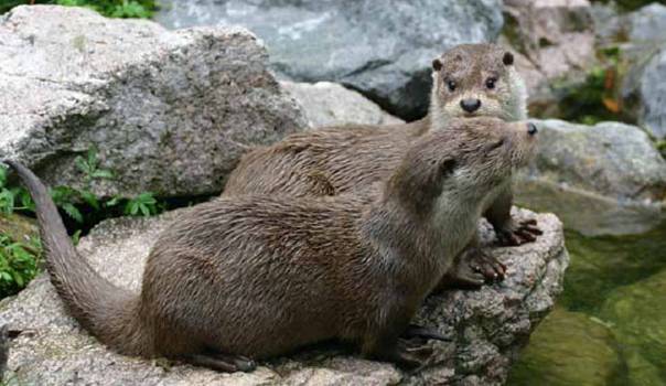 Résultat de recherche d'images pour "loutre bretagne"